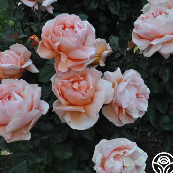 Heirloom Roses Abbaye de Cluny® Sale