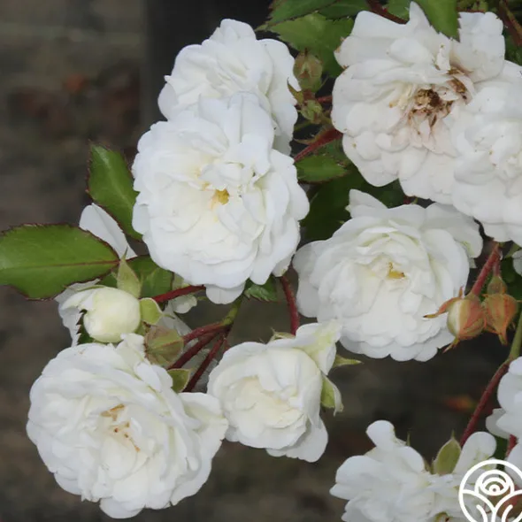 Heirloom Roses Alba Meidiland®