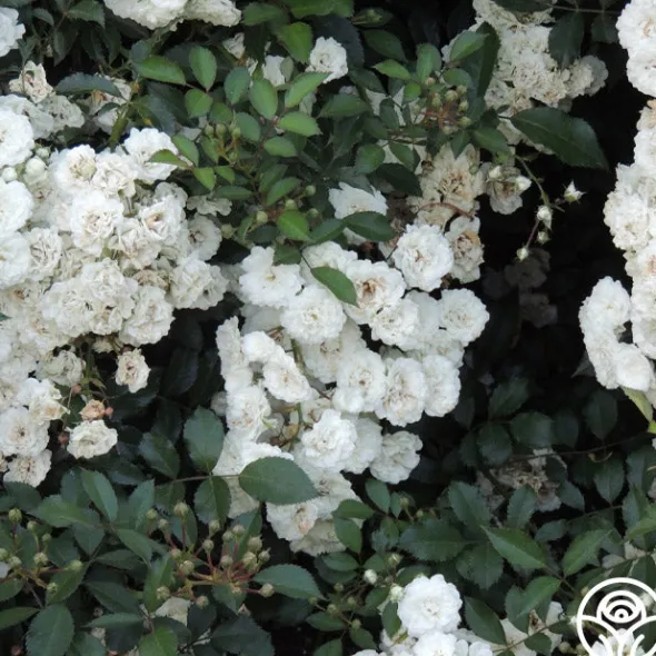 Heirloom Roses Alba Meidiland®