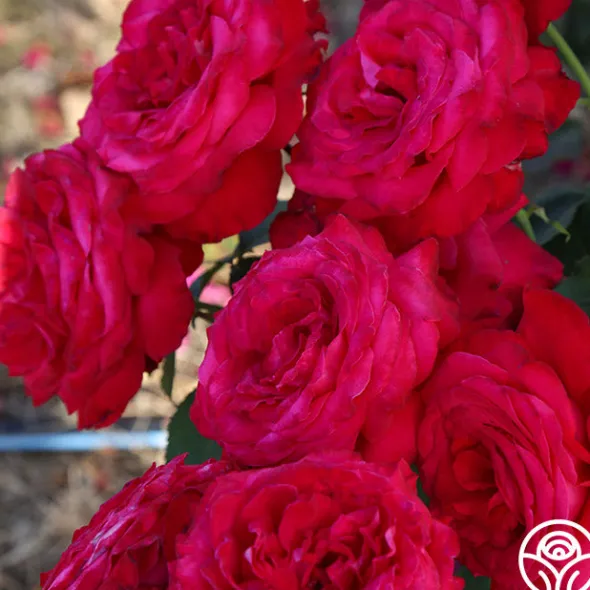 Heirloom Roses Alec's Red® Hot