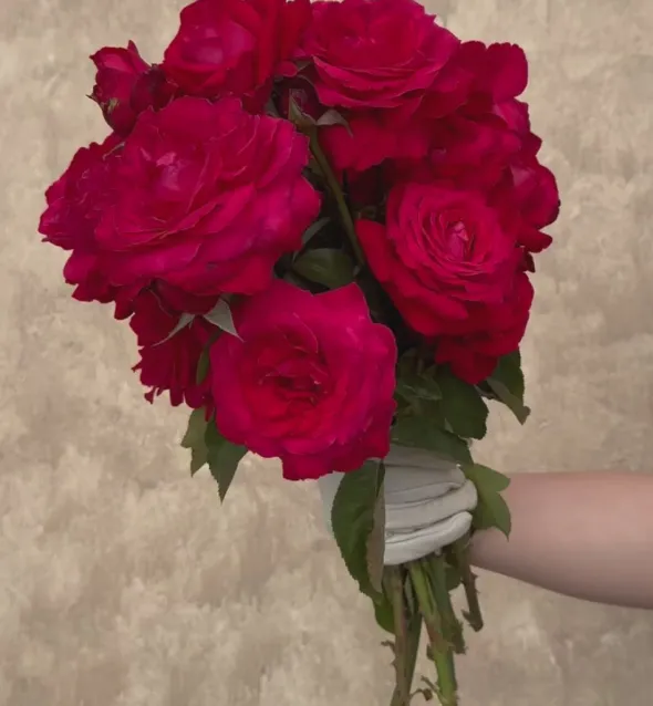 Heirloom Roses Alec's Red® Hot