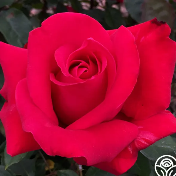 Heirloom Roses Alec's Red® Hot