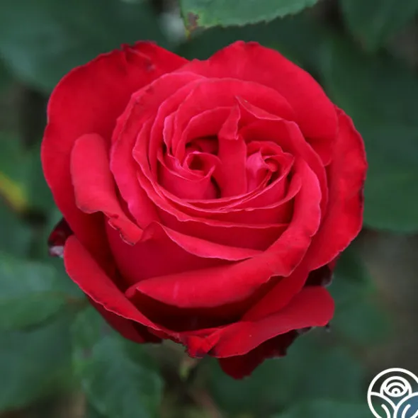 Heirloom Roses Alec's Red® Hot