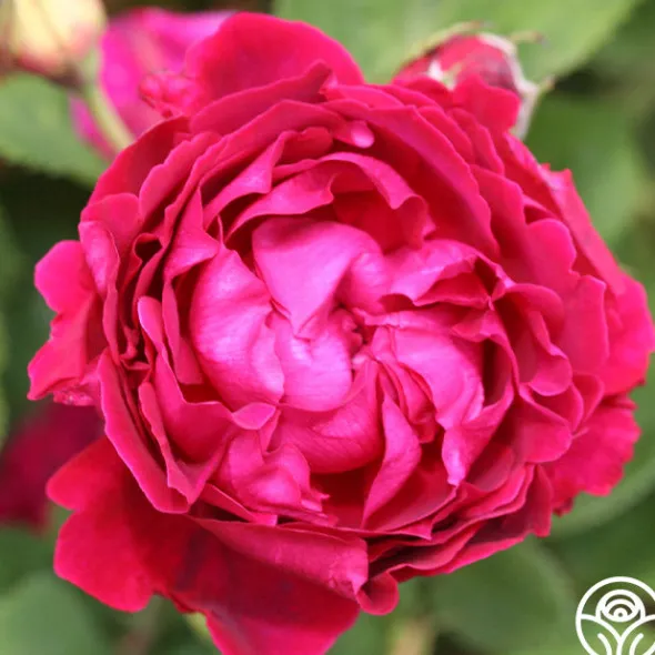 Heirloom Roses Alfred Colomb Outlet