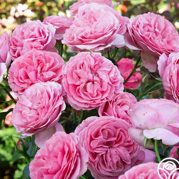 Heirloom Roses All Dressed Up™ Outlet