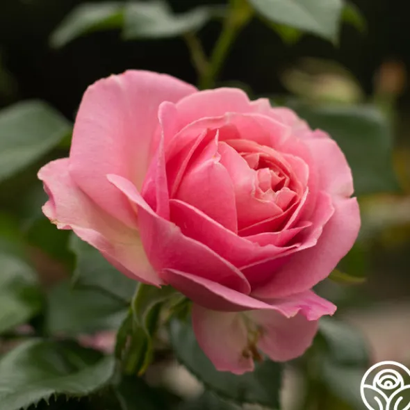 Heirloom Roses All Dressed Up™ Outlet