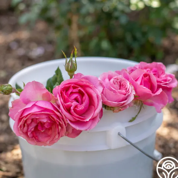 Heirloom Roses All Dressed Up™ Outlet