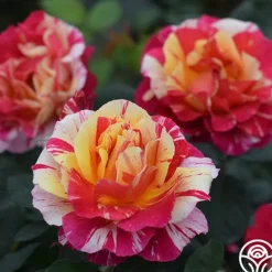 Heirloom Roses All the Stripes Hot