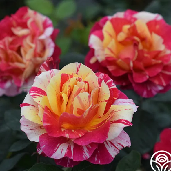 Heirloom Roses All the Stripes Hot