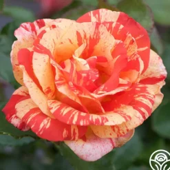 Heirloom Roses All the Stripes Hot