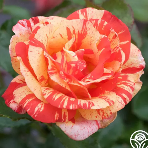 Heirloom Roses All the Stripes Hot
