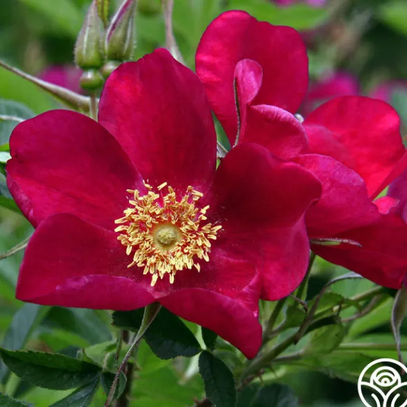 Heirloom Roses Ann Endt Online
