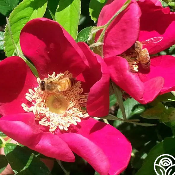 Heirloom Roses Ann Endt Online