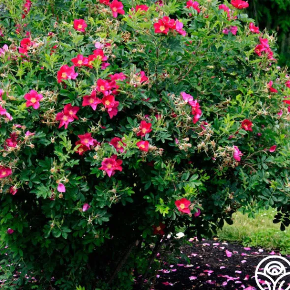 Heirloom Roses Ann Endt Online