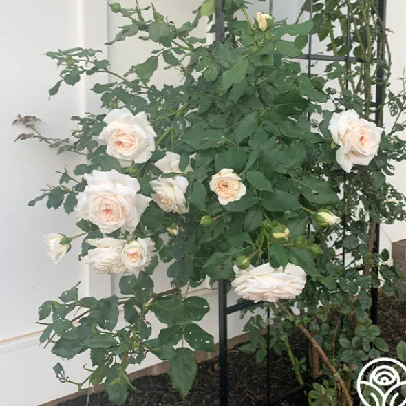 Heirloom Roses Arborose® Honeymoon Outlet