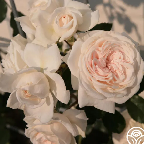 Heirloom Roses Arborose® Honeymoon Outlet