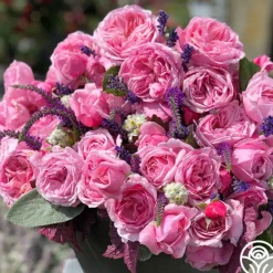 Heirloom Roses Arborose® Kiss Me Kate Discount