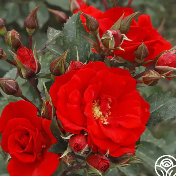 Heirloom Roses Arborose® Orange Flare™ Hot