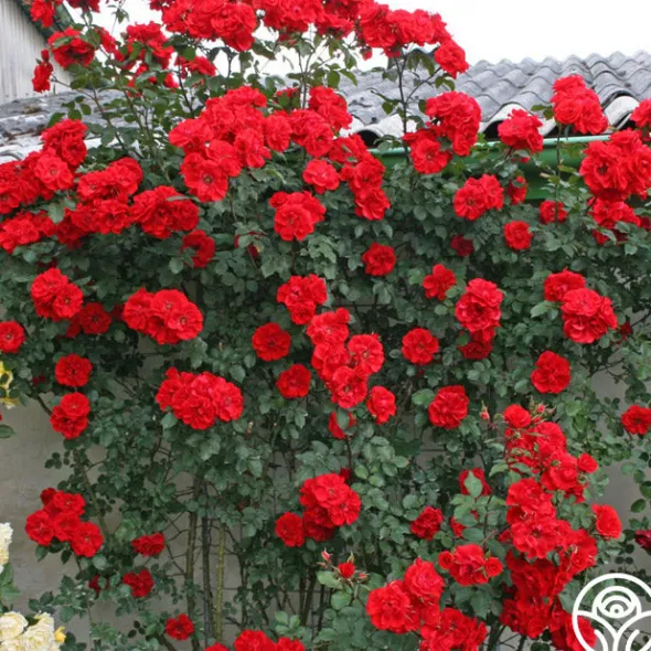 Heirloom Roses Arborose® Orange Flare™ Hot