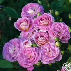 Heirloom Roses Arctic Blue™ Best
