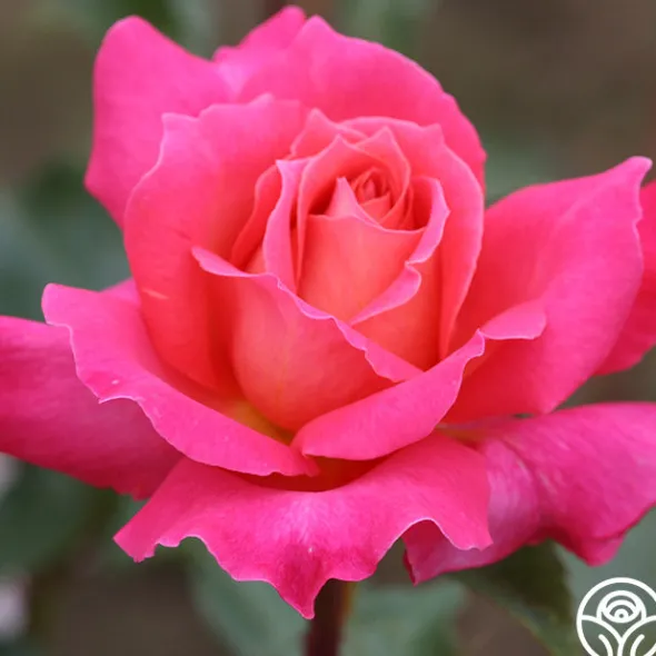 Heirloom Roses Audrey Wilcox® Best