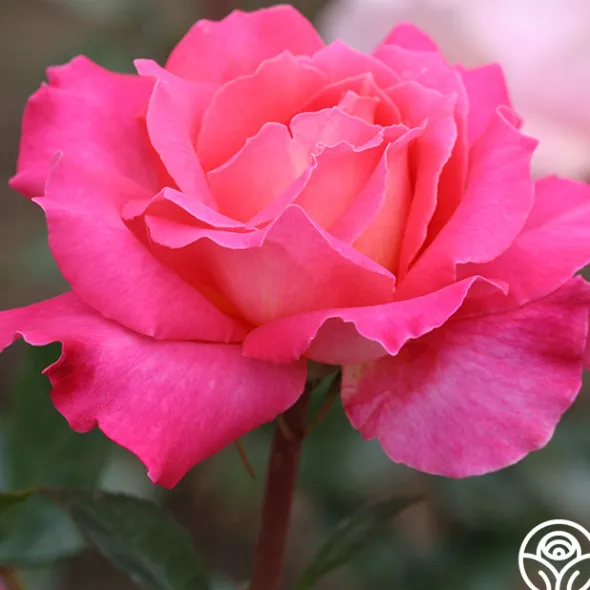 Heirloom Roses Audrey Wilcox® Best