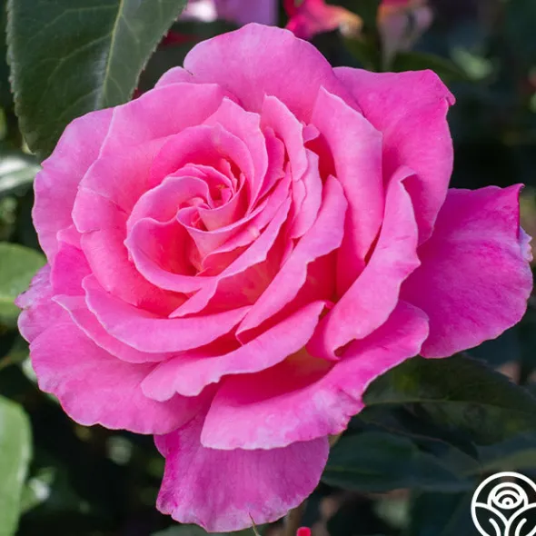 Heirloom Roses Audrey Wilcox® Best
