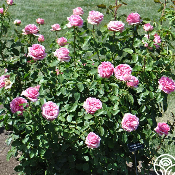 Heirloom Roses Auguste Renoir®