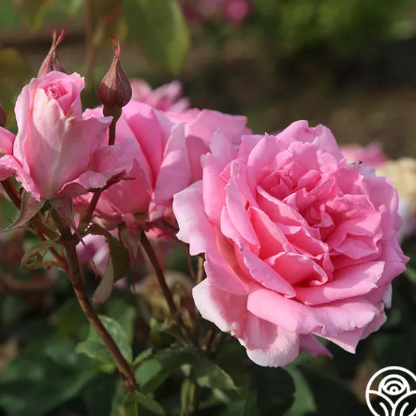 Heirloom Roses Aunt Honey New