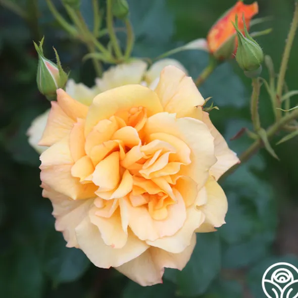 Heirloom Roses Autumn Sunset® Outlet