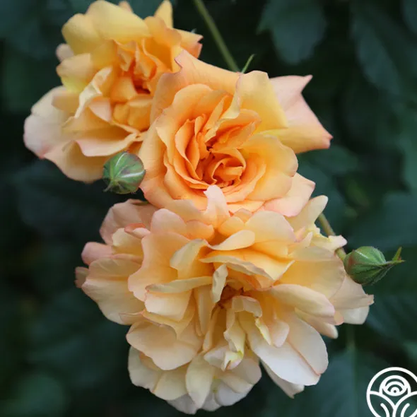 Heirloom Roses Autumn Sunset® Outlet