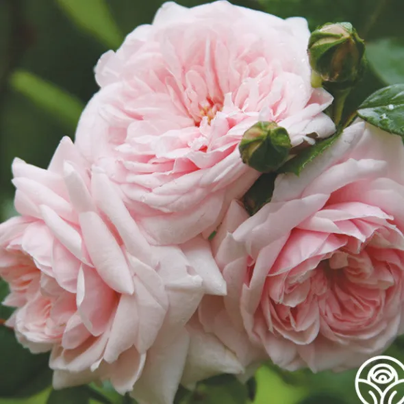 Heirloom Roses Awakening™ Sale