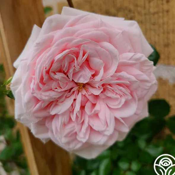 Heirloom Roses Awakening™ Sale