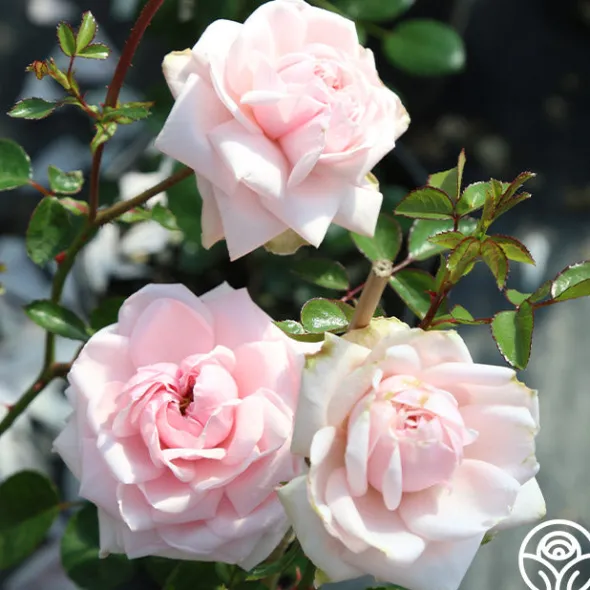 Heirloom Roses Awakening™ Sale