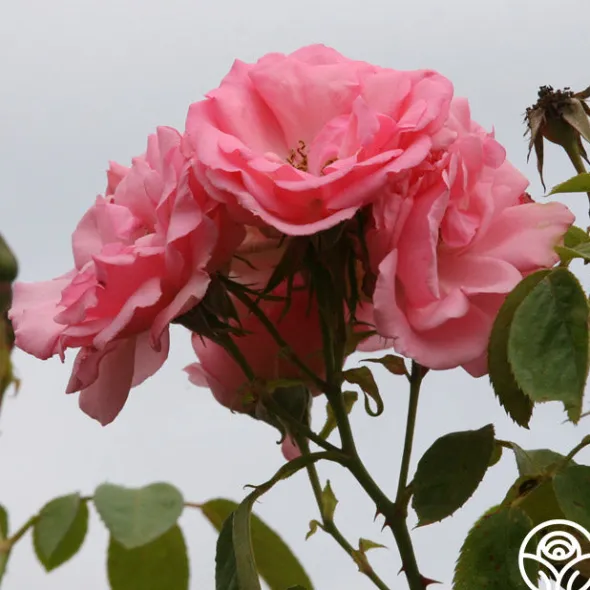Heirloom Roses Bantry Bay® Sale