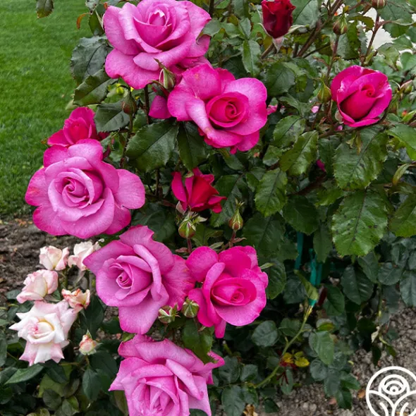 Heirloom Roses Barbra Streisand Clearance