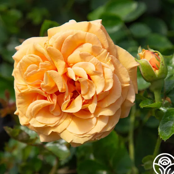 Heirloom Roses Beautiful Day™ Sale