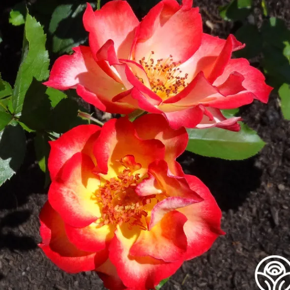Heirloom Roses Betty Boop™