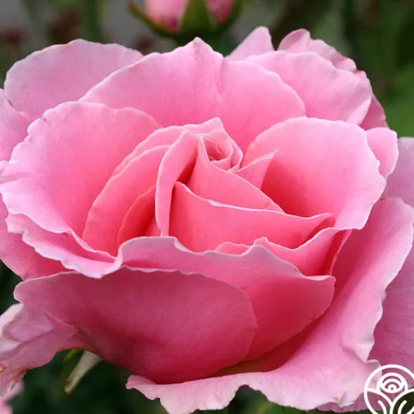 Heirloom Roses Bewitched Hot
