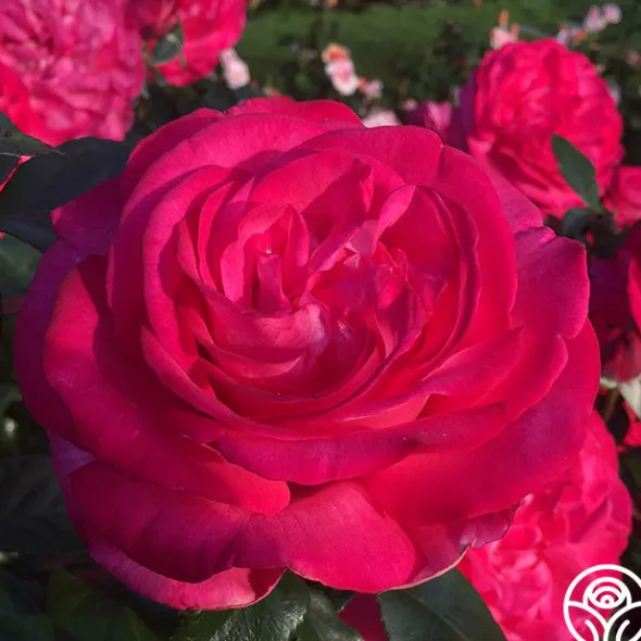 Heirloom Roses Big Momma™ Outlet