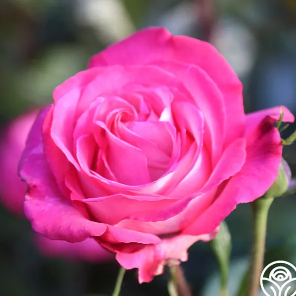 Heirloom Roses Big Momma™ Outlet