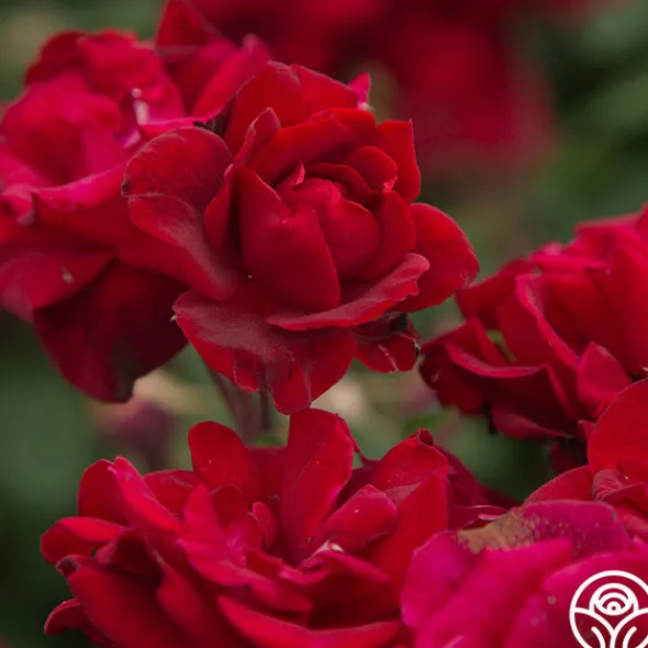 Heirloom Roses Black Ice™ Best