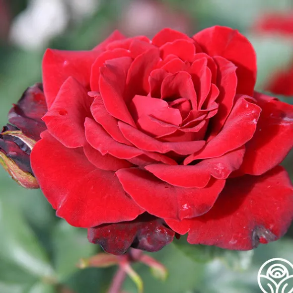 Heirloom Roses Black Ice™ Best