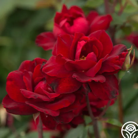 Heirloom Roses Black Ice™ Best