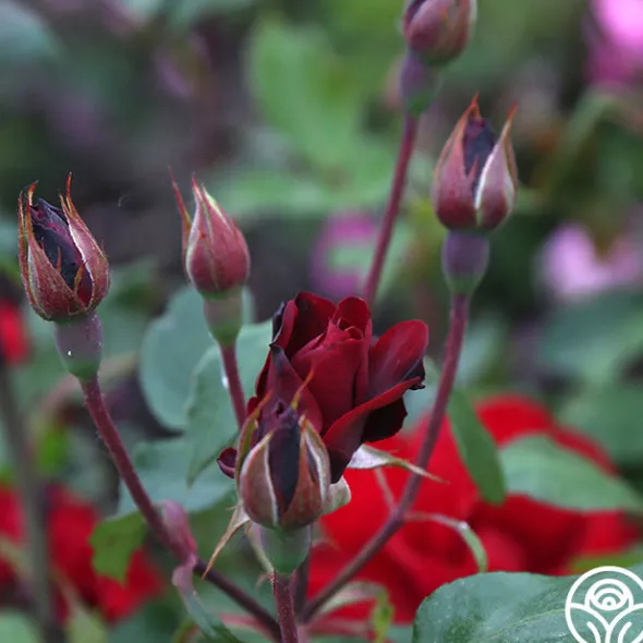 Heirloom Roses Black Ice™ Best
