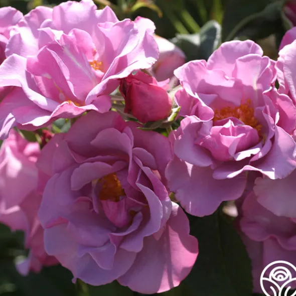 Heirloom Roses Blueberry Hill