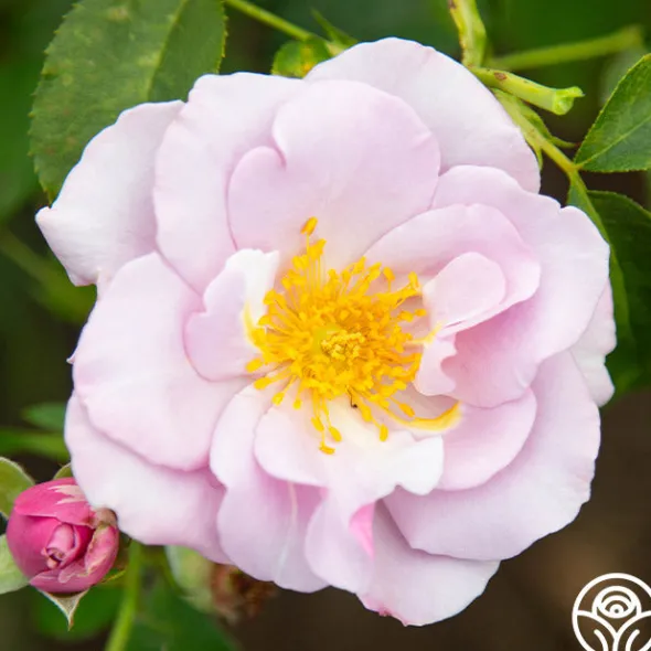 Heirloom Roses Blueberry Hill