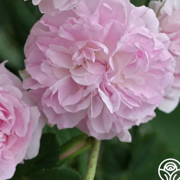 Heirloom Roses Blush Damask Best