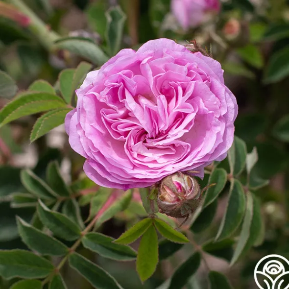Heirloom Roses Blush Damask Best