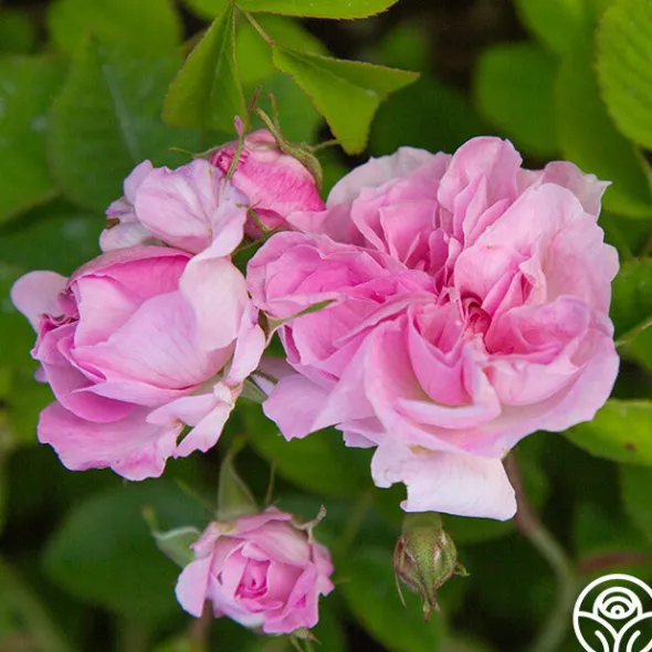 Heirloom Roses Blush Hip Outlet
